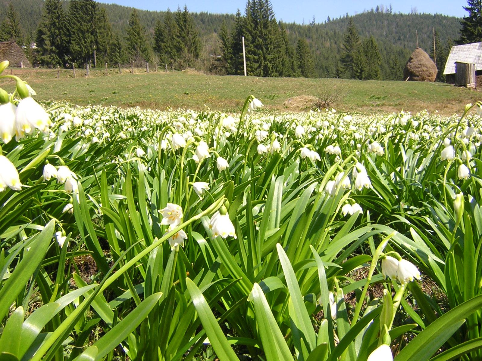 Asa am descoperit Apusenii...