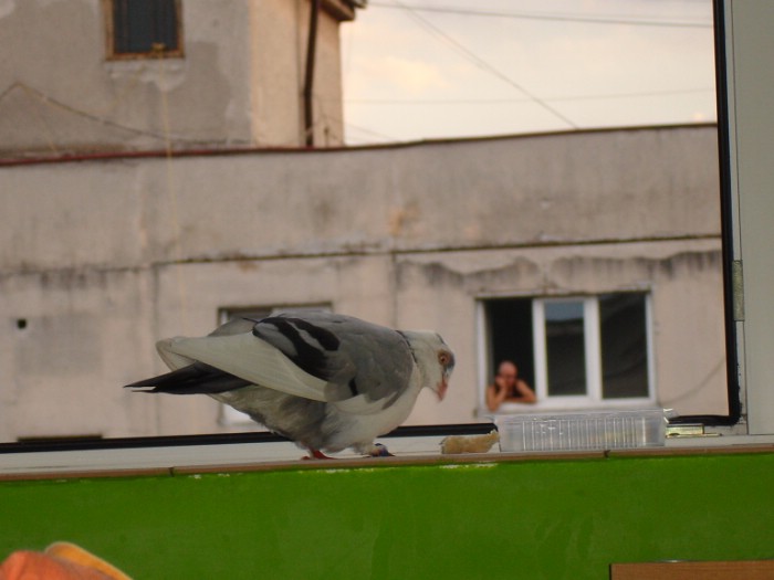 Porumbelul voiajor care mi-a intrat pe fereastra