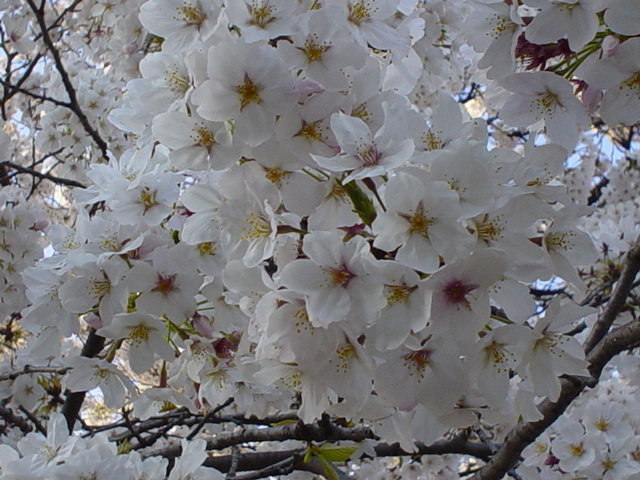 Sakura