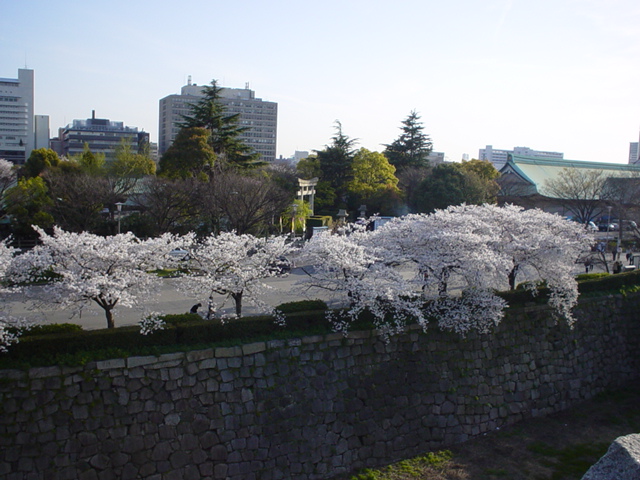 Sakura