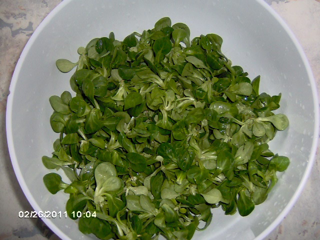 Feldsalat