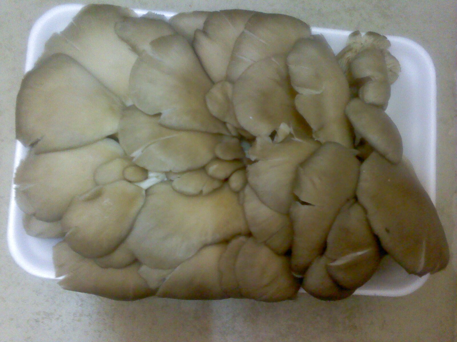 Pizza cu porumb si ciuperci pleurotus