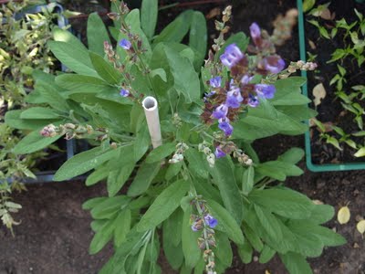 Salvia-Regina ierburilor tamaduitoare