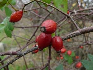 Măceşele, un izvor de vitamine