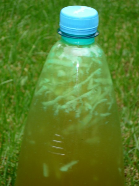 Bautura racoritoare din ghimbir( Ginger Ale)