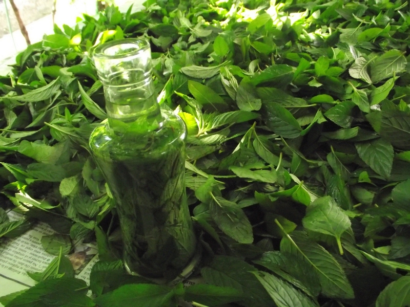 Extract de menta