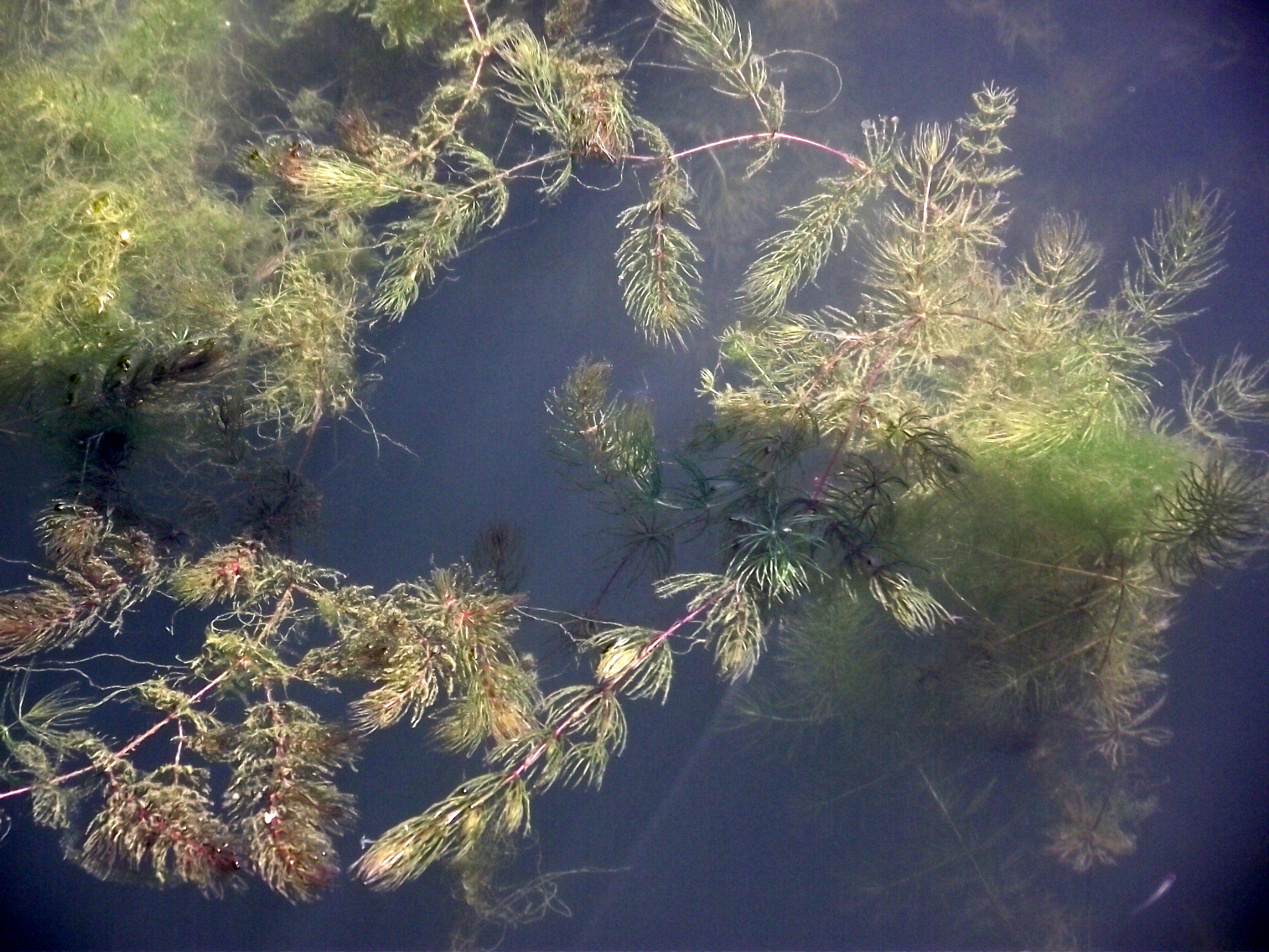 Hai acasa! Cazanele Dunarii