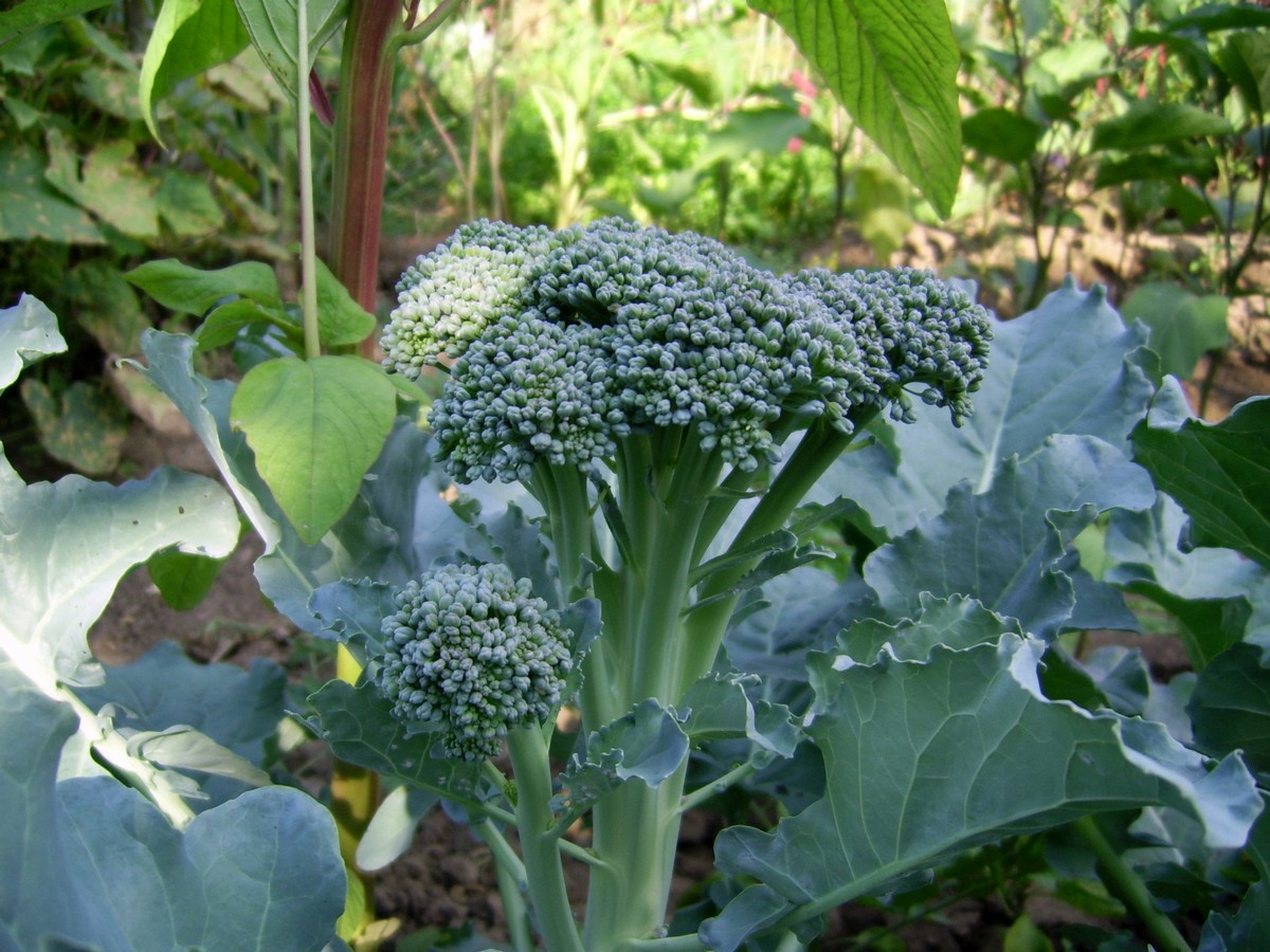 Salata picanta cu broccoli