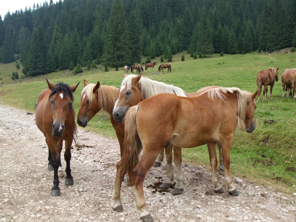 Padis-Vacanta in Apuseni