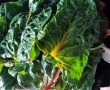 Placinta cu carne si frunze de mangold (swiss chard)-0